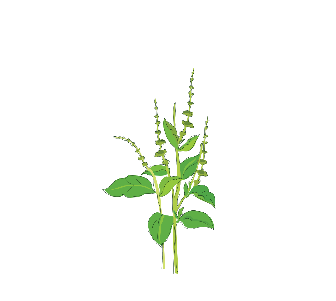 Holy Basil Botanical Illustration