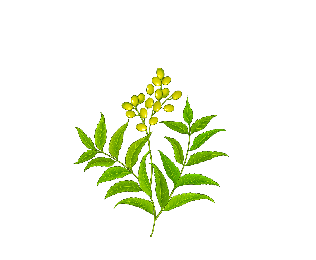 Neem Botanical Illustration