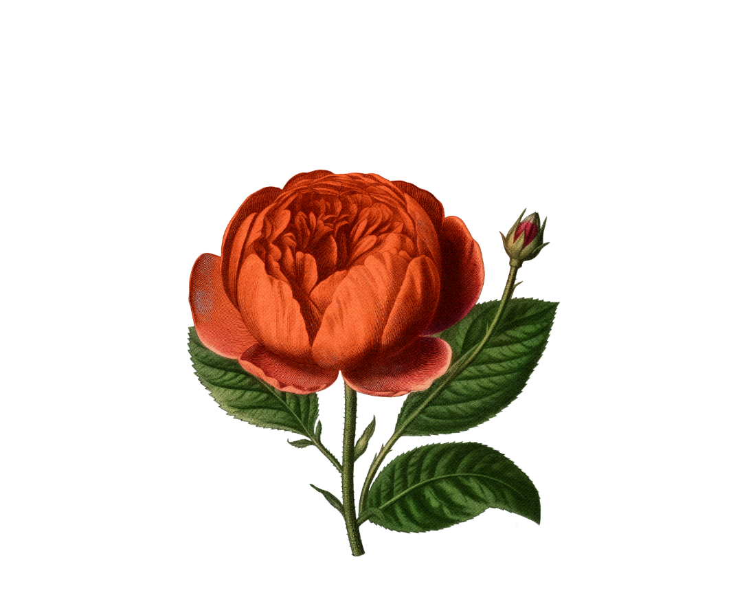 Rose botanical illustration