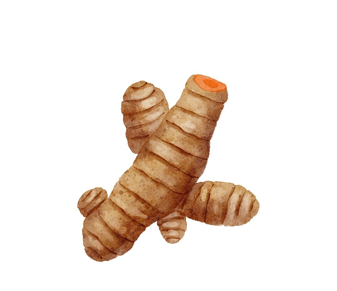 Turmeric Botanical Illustration