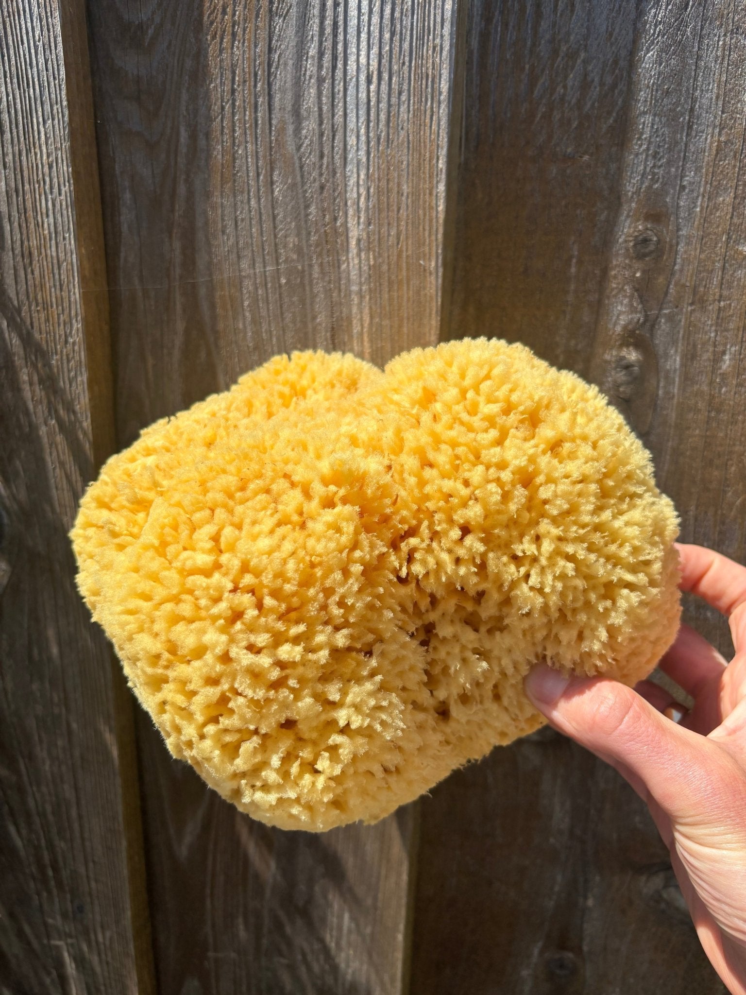Bathing Culture Mineral Sea Sponge
