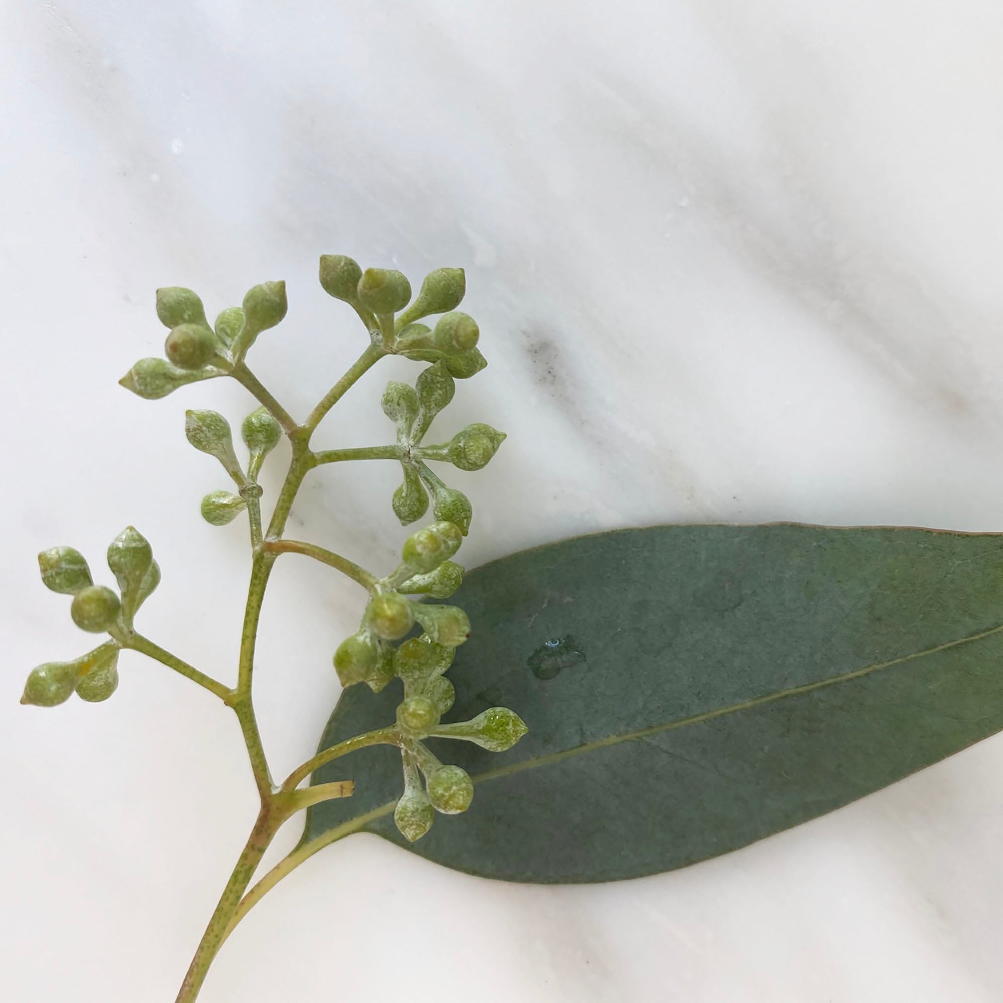 CAMPO EUCALYPTUS BLUE MALLEE Organic Pure Essential Oil