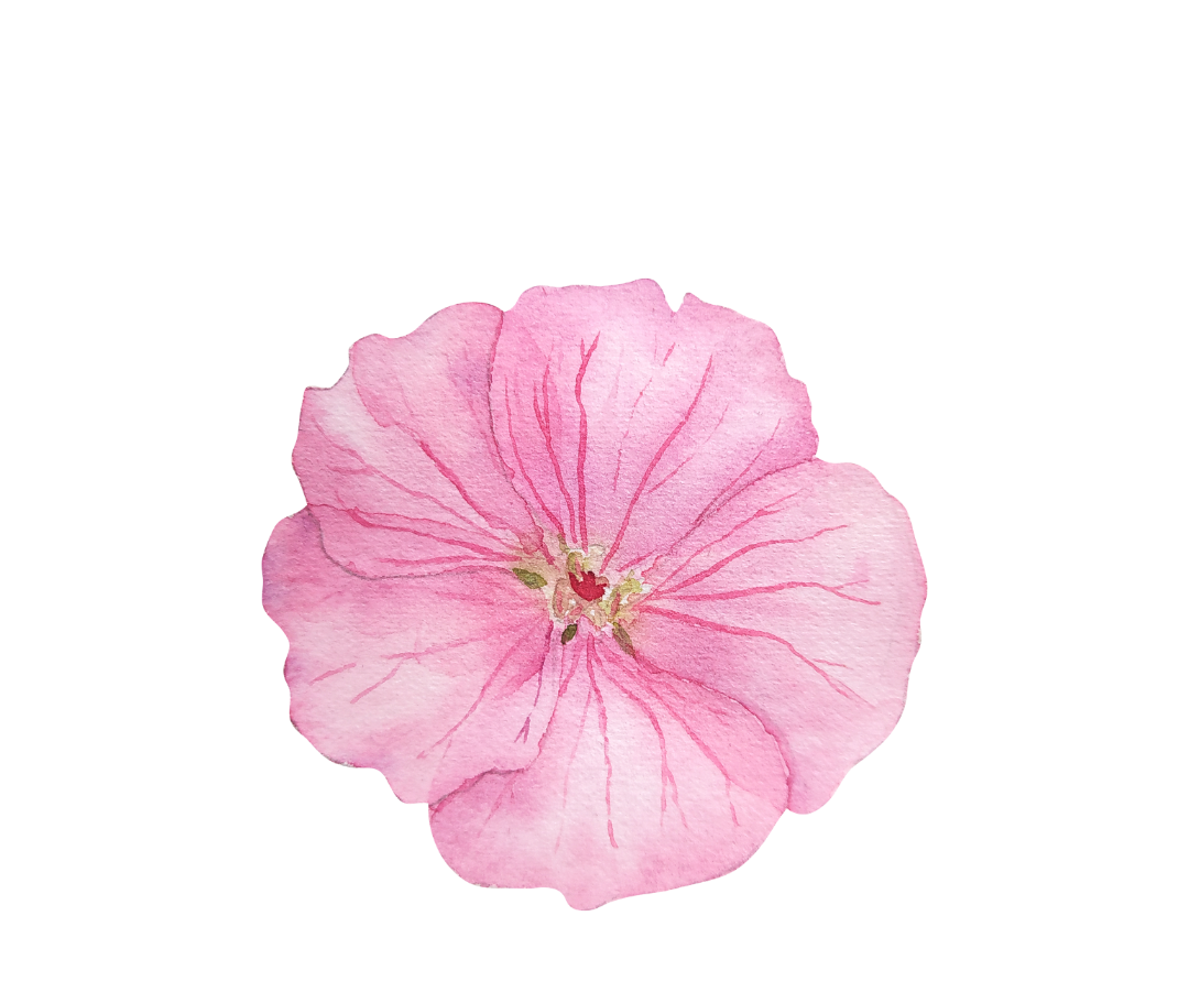 geranium botanical illustration