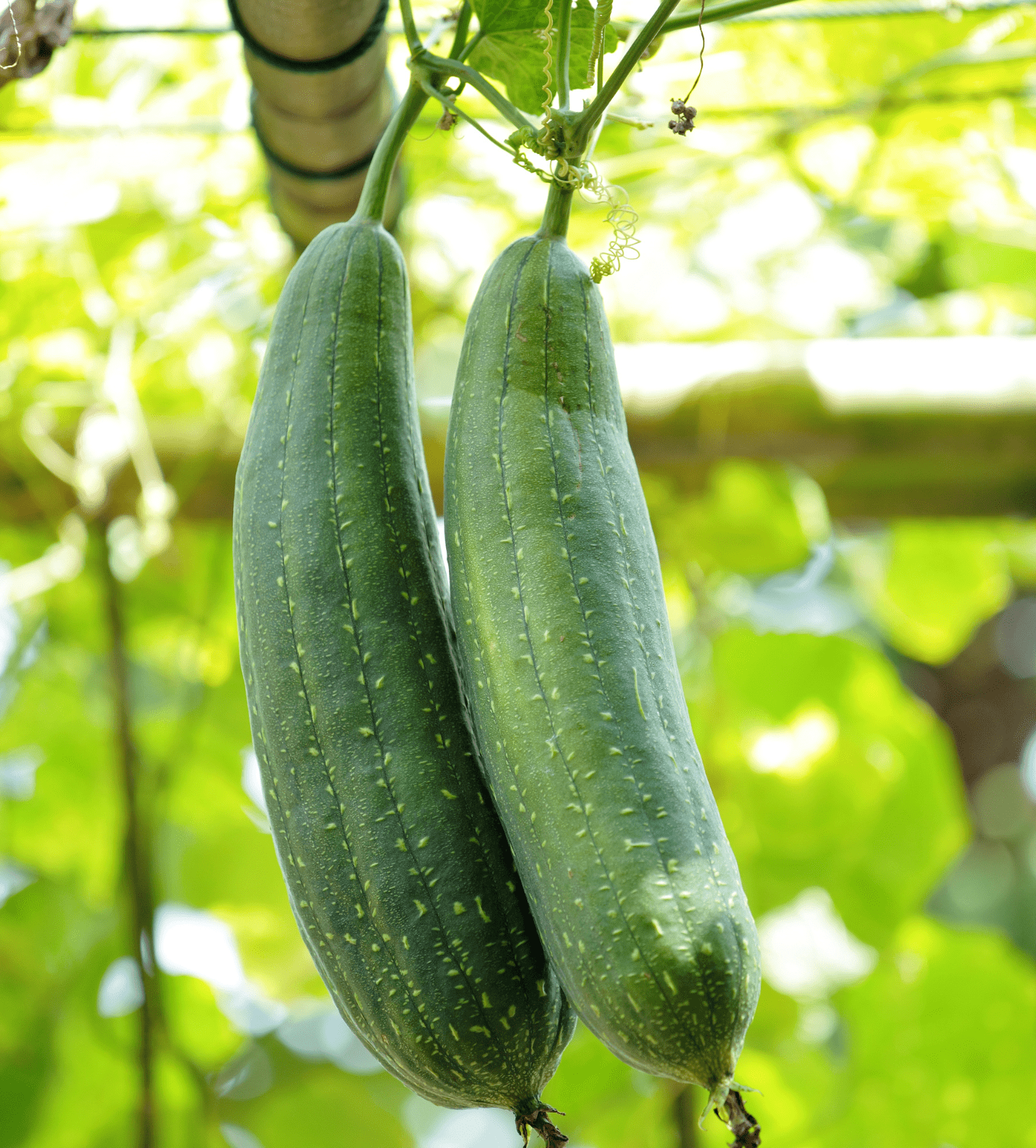 Love of Earth Co. Loofah Dish Sponges