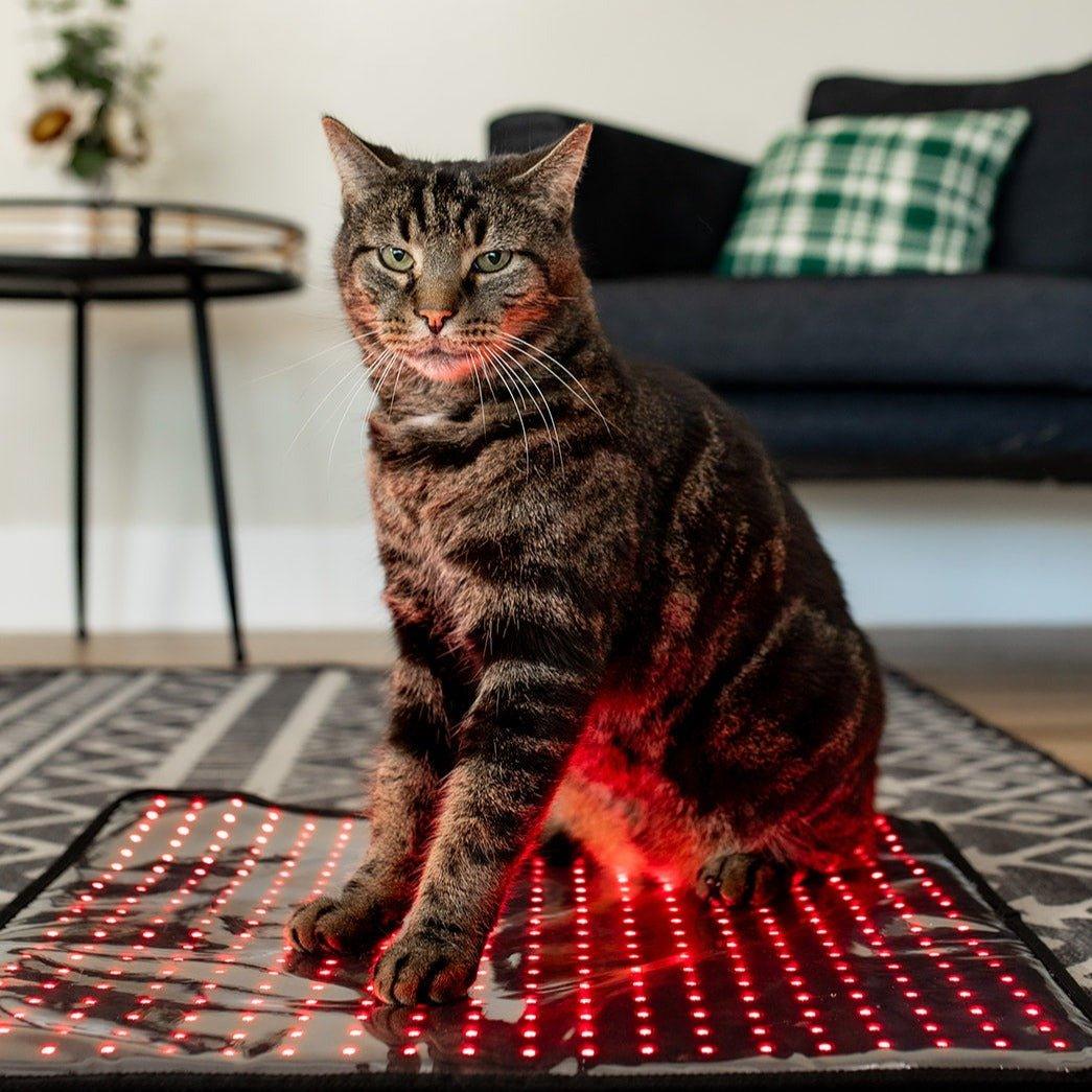 Mito Red Light MitoPETS Pad | Red Light Therapy Designed Specifically for Pets