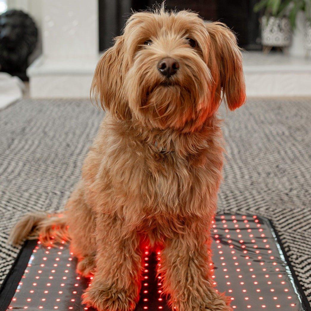 Mito Red Light MitoPETS Pad | Red Light Therapy Designed Specifically for Pets