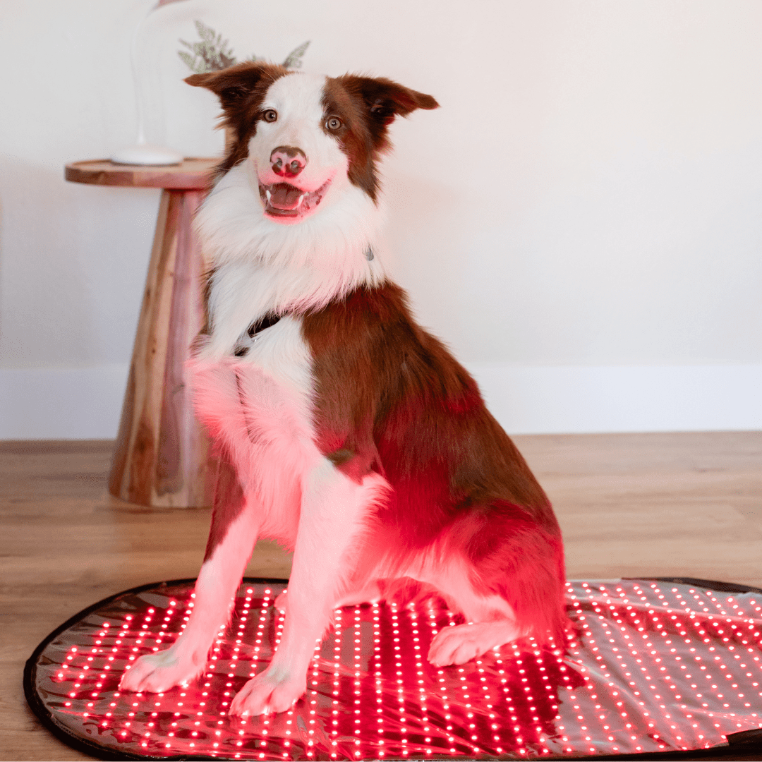 Mito Red Light MitoPETS Pad | Red Light Therapy Designed Specifically for Pets