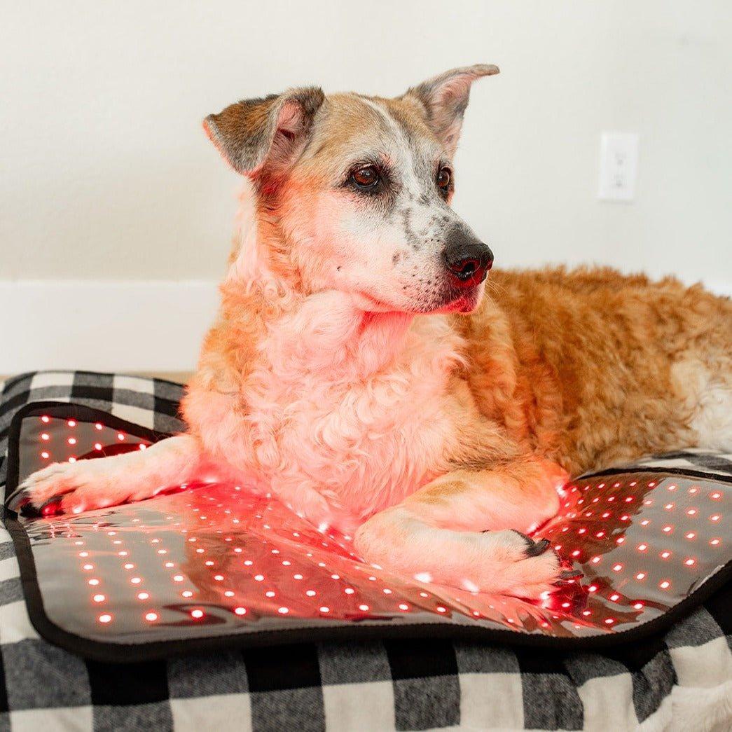 Mito Red Light MitoPETS Pad | Red Light Therapy Designed Specifically for Pets