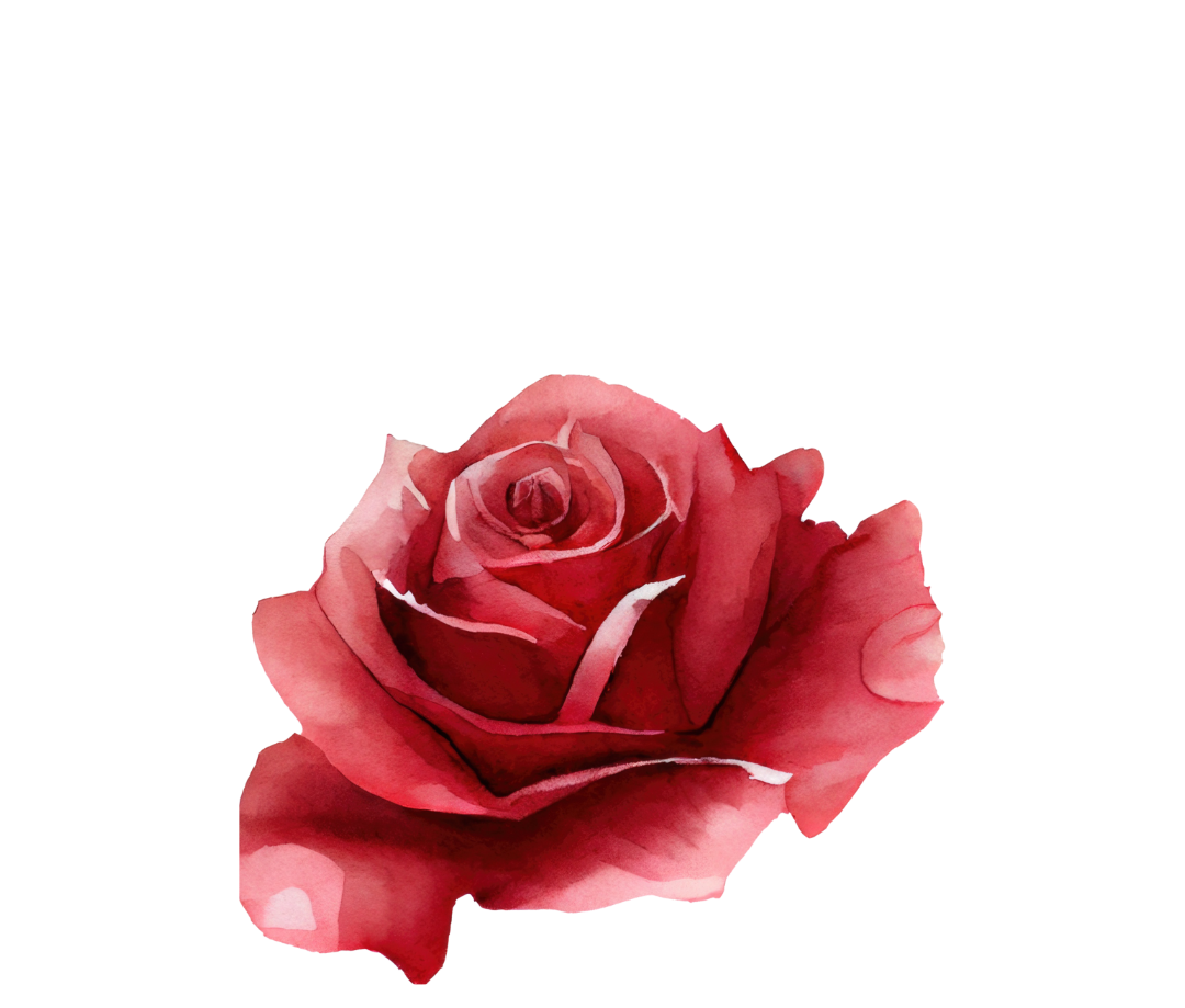 red rose botanical illustration