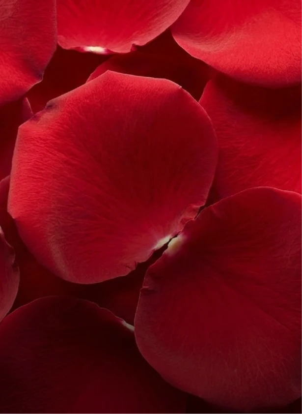 Rose petals