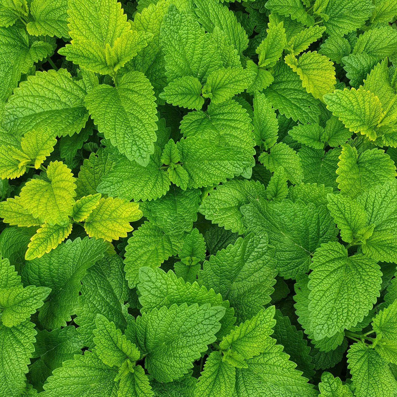 Vitruvi US Vanilla Mint Push Scent Refill