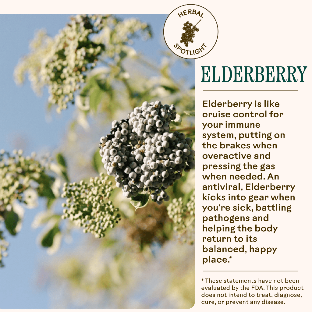 WOODEN SPOON HERBS Lemon - Ginger Immune Toddy