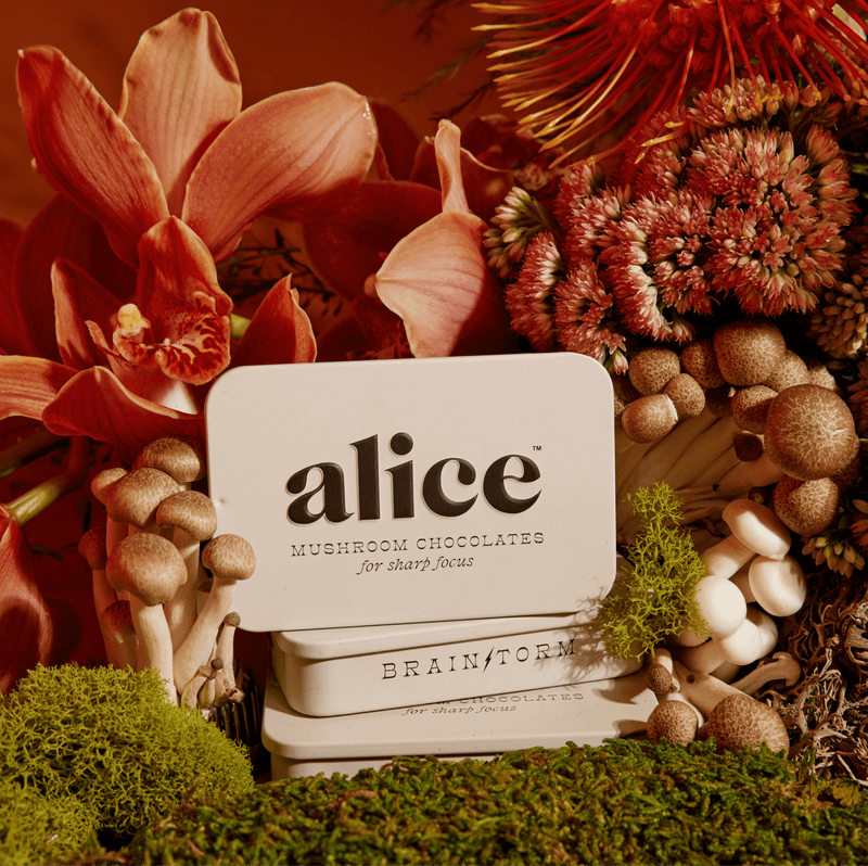 Alice Mushrooms Brainstorm Single Tin, Lion's Mane functional mushroom chocolate for focus and cognitive support