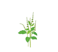 Holy Basil Botanical Illustration