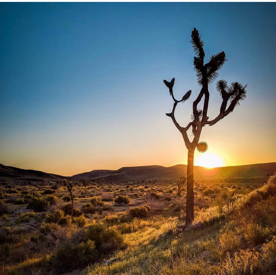 DESERT Pure Essential Oil