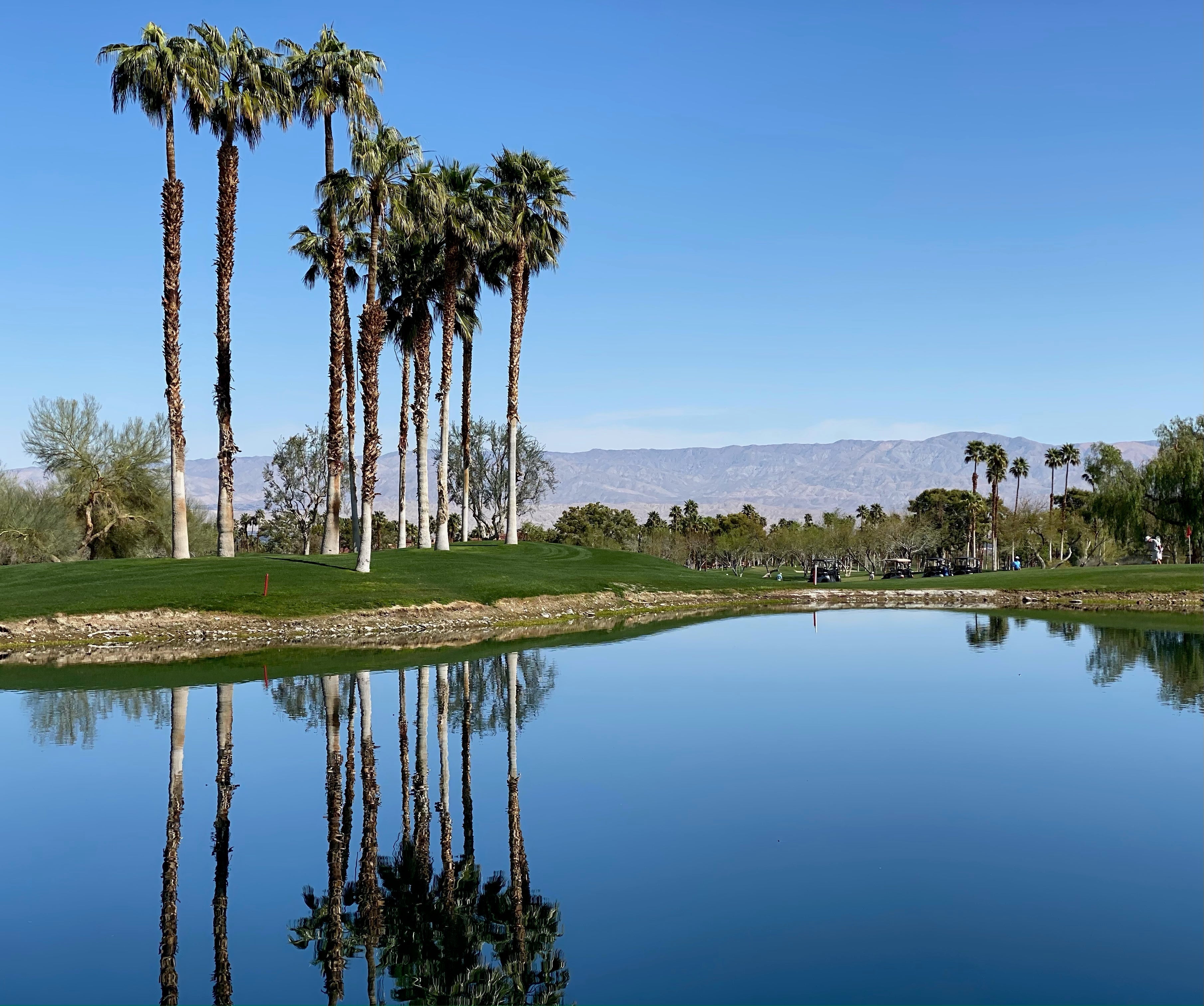 DESERT Pure Essential Oil