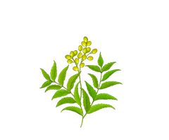Neem Botanical Illustration