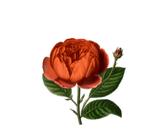 Rose botanical illustration