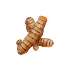 Turmeric Botanical Illustration