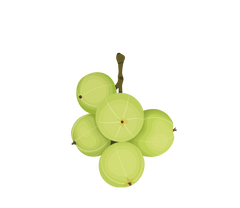 Illustration of green gooseberries on a white background