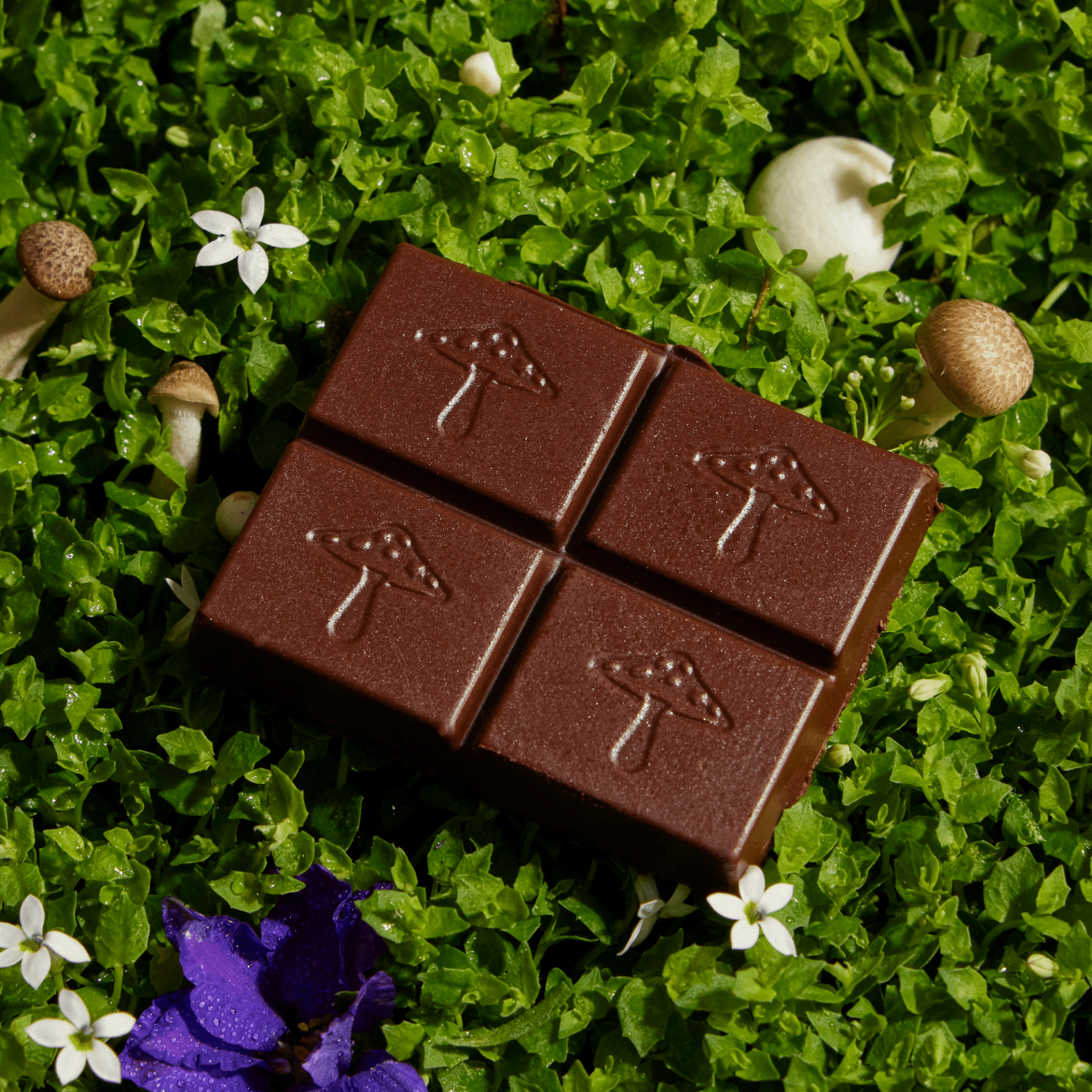 alice mushrooms Brainstorm Single Tin