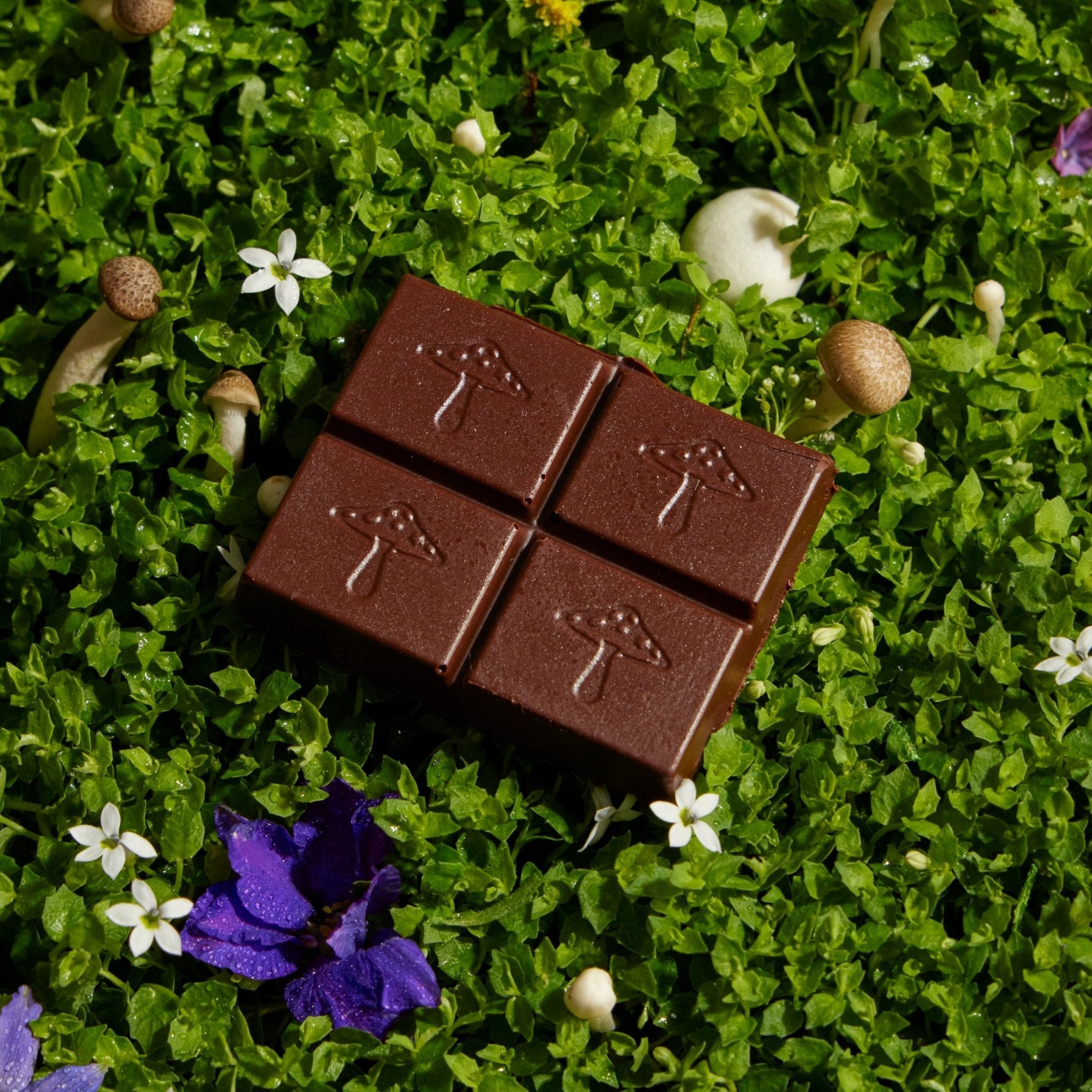 alice mushrooms Nightcap Functional Mushroom Chocolates