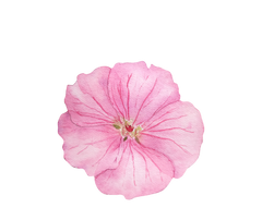 geranium botanical illustration
