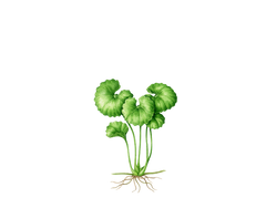Illustration of a green leafy plant with roots on a white background