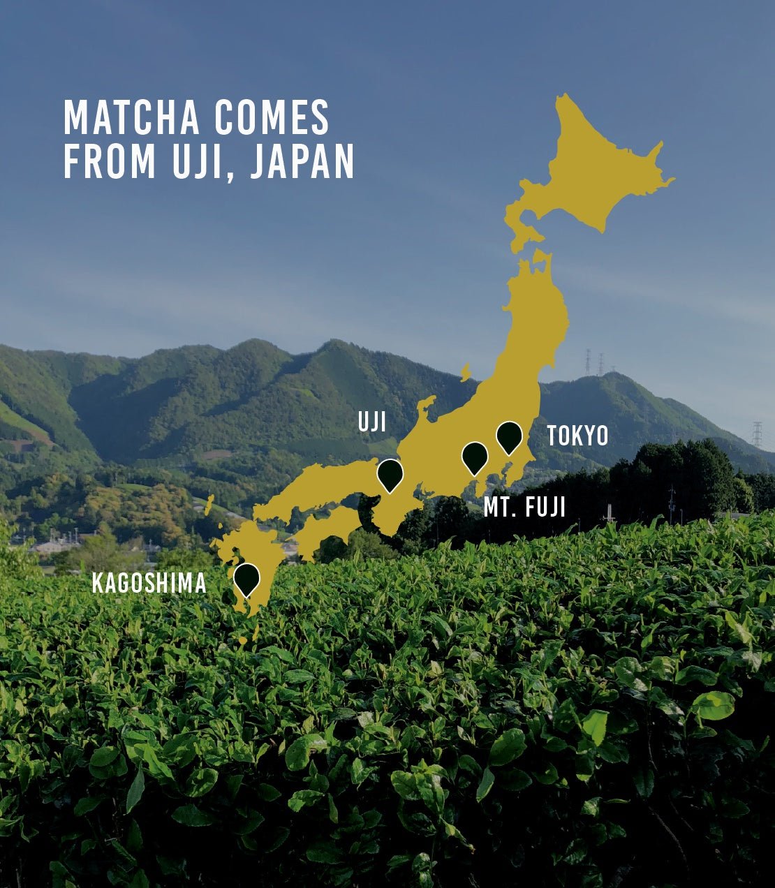 Harney & Sons Fine Teas Organic Everyday Matcha