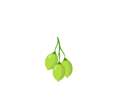 kakadu plum botanical illustration

