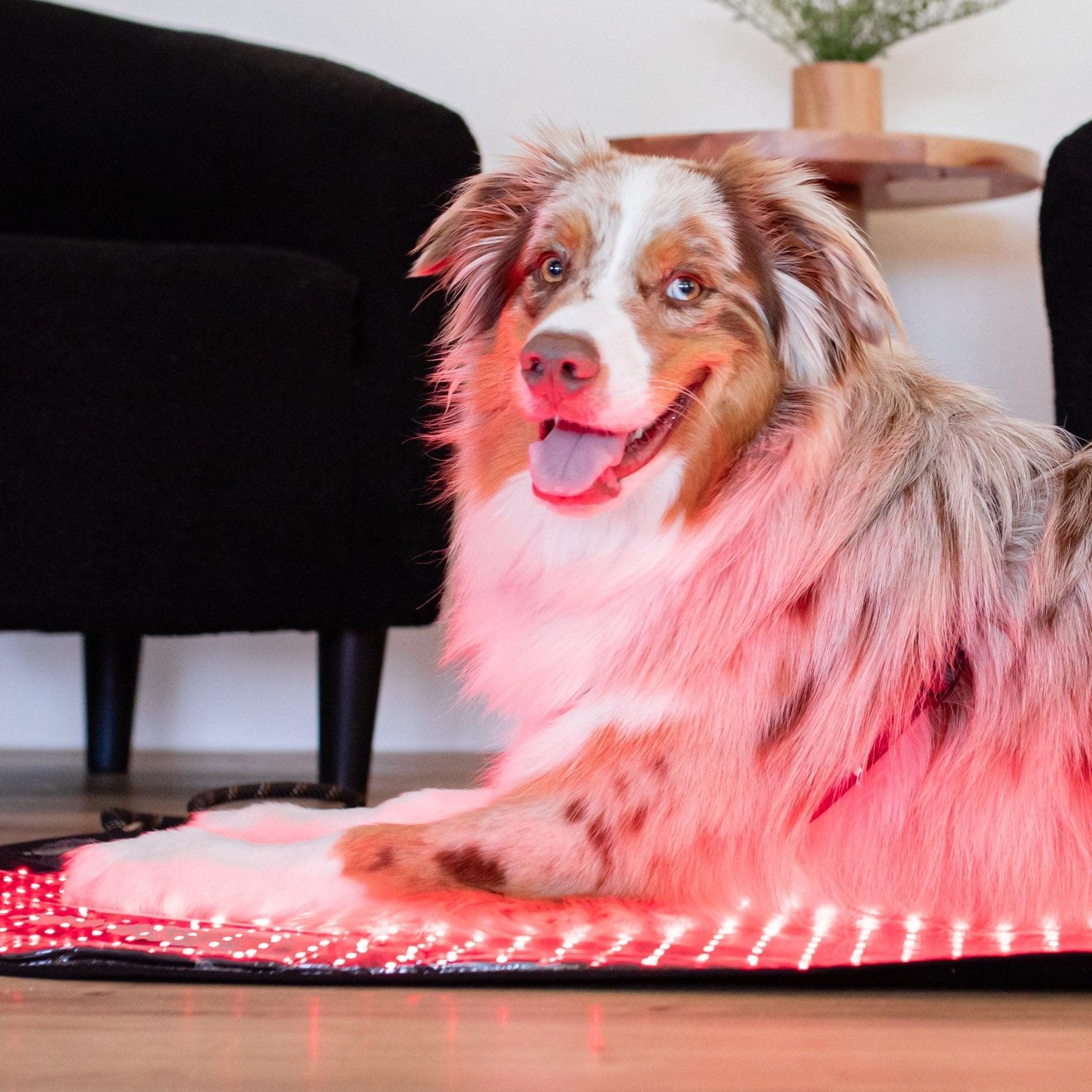 Mito Red Light MitoPETS Pad | Red Light Therapy Designed Specifically for Pets