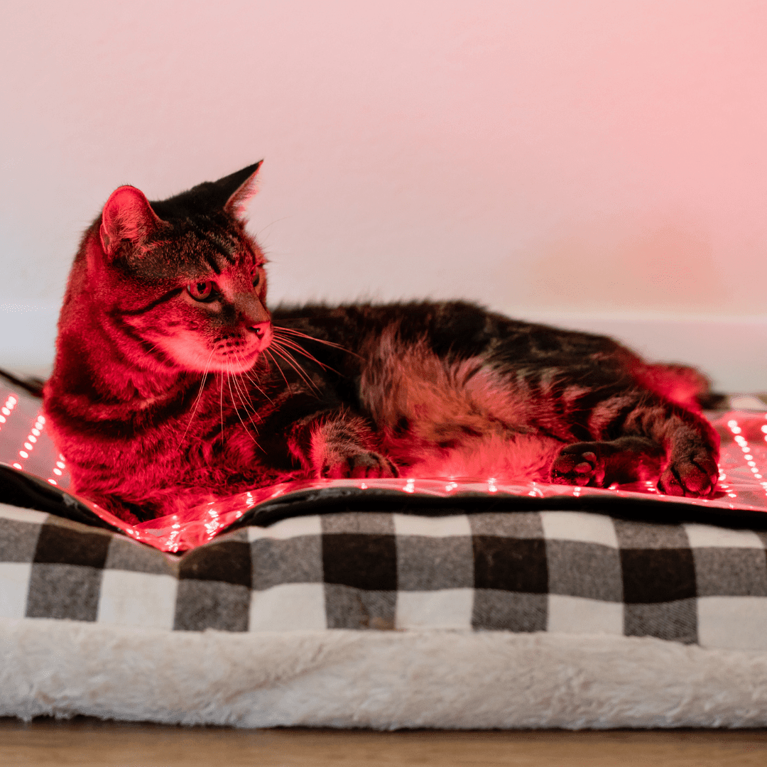 Mito Red Light MitoPETS Pad | Red Light Therapy Designed Specifically for Pets