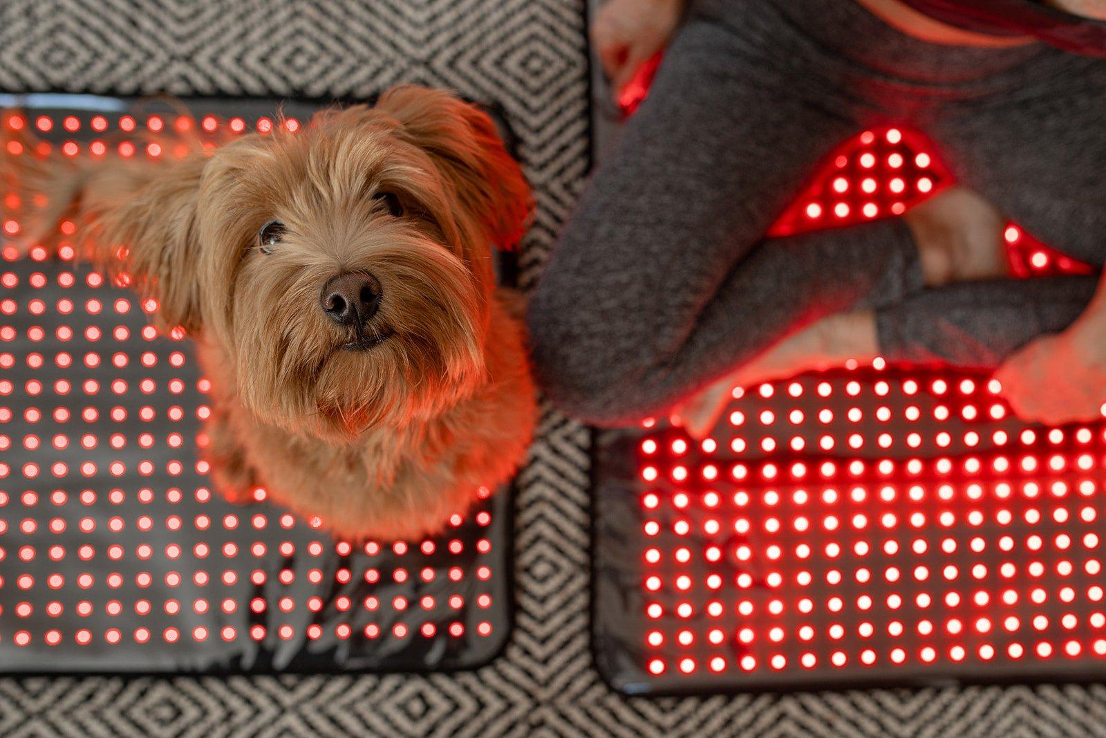 Mito Red Light MitoPETS Pad | Red Light Therapy Designed Specifically for Pets