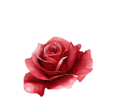 red rose botanical illustration