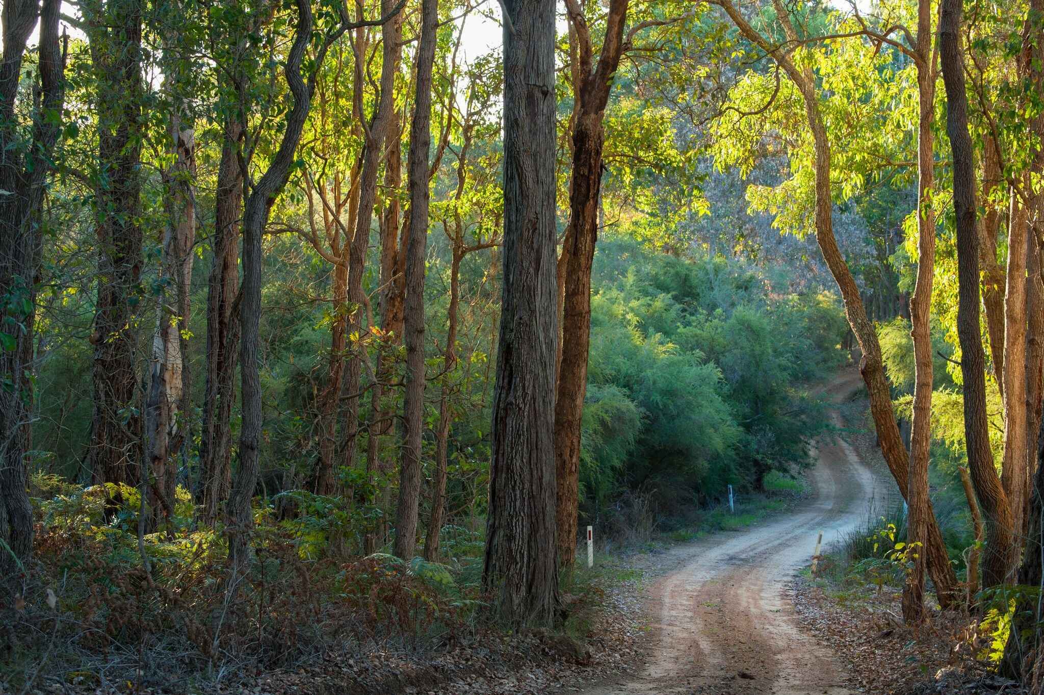 Sun Potion Bio - Active Honey