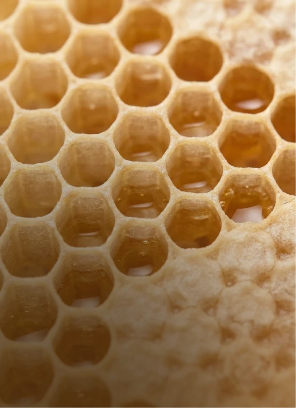 Beeswax honeycomb close-up