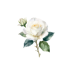 white rose botanical illustration